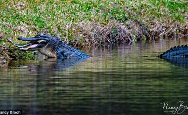 Krokodili gjigant hëngri një të vogël, momenti dramatik rastësisht u kap në fotografi (Foto)