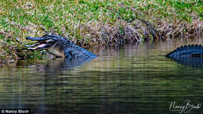 Krokodili gjigant hëngri një të vogël, momenti dramatik rastësisht u kap në fotografi (Foto)