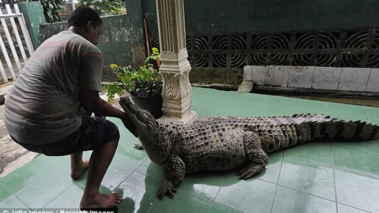 Krokodilin 200 kilogramësh, për 20 vjet e mban si kafshë shtëpiake (Video)