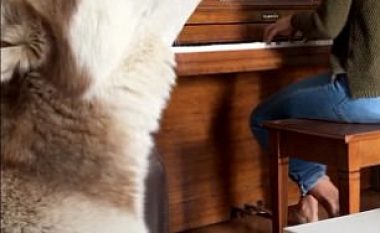 Pronaren që luante në piano, qeni e përcillte duke ‘kënduar’ (Video)