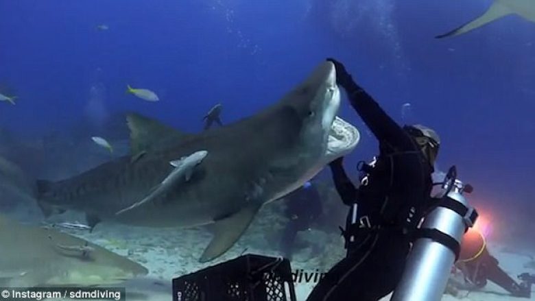 Rrotullon peshkaqenin 300 kilogramësh duke e mbajtur për hunde (Video)