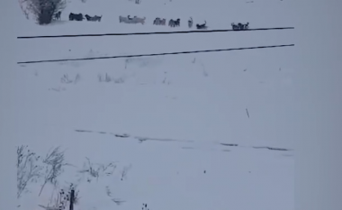 Banorët e lagjes “Zabeli” në Gjilan, të rrezikuar nga qentë endacakë (Video)