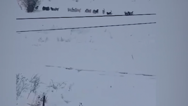 Banorët e lagjes “Zabeli” në Gjilan, të rrezikuar nga qentë endacakë (Video)