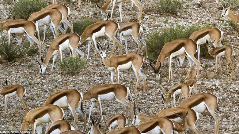 Vështirë të numërohen se sa gazela janë në grup, shkaku i ngjyrave të lëkurës (Video)