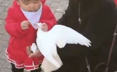 Vogëlushja nuk bëri kompromis për ushqim, as me një zog (Video)