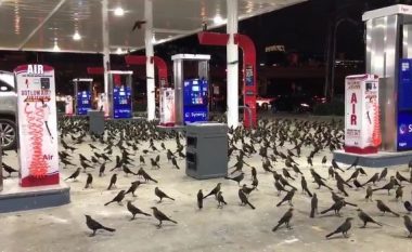 Zbulohet arsyeja pse stacioni i benzinës u mbush papritmas me qindra shpezë (Video)