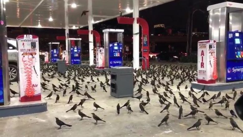 Zbulohet arsyeja pse stacioni i benzinës u mbush papritmas me qindra shpezë (Video)