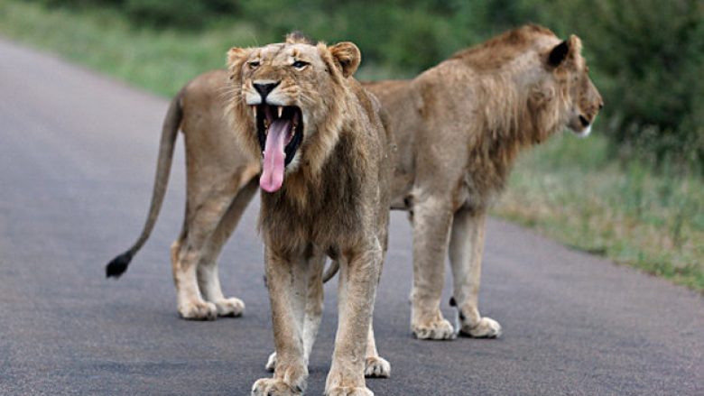 Luanët vrasin dhe hanë gjuetarin, i gjendet “vetëm koka dhe disa mbetje të trupit”