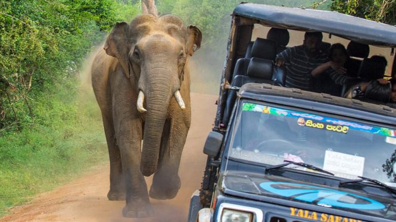Deshi t’ua vjedh ushqimin turistëve, elefantit i ngec hunda brenda veturës – për pak sa nuk e rrokullis (Foto)