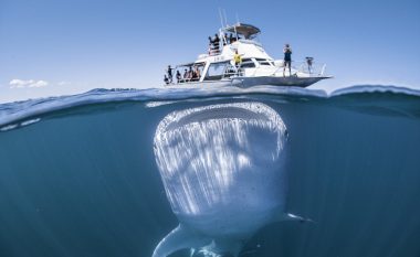 Shkuan me anije për t’i parë nga afër balenat gjigante, kurrë nuk kishin besuar se do ta kenë kaq afër një të tillë (Foto)