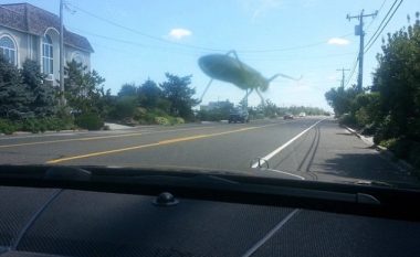 Imazhe të shkrepura në vendin dhe momentin e duhur (Foto)