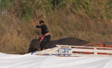 Elefantët rrihen brutalisht, si pjesë e stërvitjes për një aktivitet sportiv (Foto)