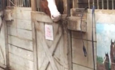 Gjithmonë e gjenin duke shëtitur, zbulohet mënyra se si kali ikte prej stallës (Video)
