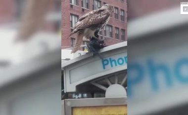 Kalimtarët e habitur me shqiponjën që shqyente një pëllumb në mes të qytetit (Video)