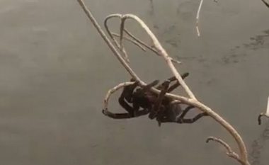 Kalimtarja e guximshme shpëtoi merimangën gjigante që po mbytej në ujë (Video)