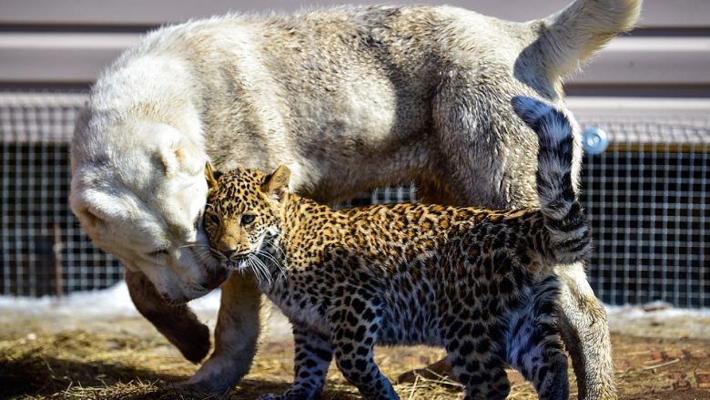Leopardi i shpëtuar nga nëna që donte ta hante, tani po rritet nga një qen (Video)
