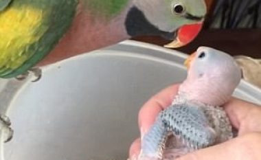 Nëna papagall përshëndet të vegjlit në mëngjes, iu thotë ‘ju dua’ (Video)
