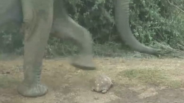 Shtëpiza e fortë, shpëtoi breshkën mbi të cilën kalonte grupi i elefantëve (Video)