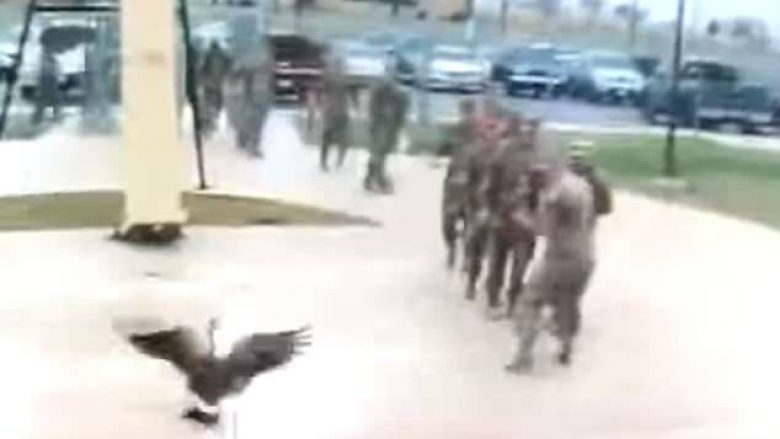 Ushtarët ikën nga rosaku agresiv (Video)