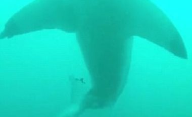 Zhytësi u shtri në barin e detit, nga frika prej peshkaqenit gjigant që notonte sipër tij (Video)