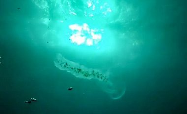Zhytësi mbajti në duar një prej gjallesave më të lashta të detit (Video)