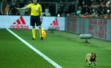 UEFA pritet ta dënojë Besiktasin pas hyrjes së maces në fushë (Foto/Video)