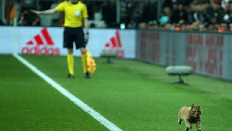 UEFA pritet ta dënojë Besiktasin pas hyrjes së maces në fushë (Foto/Video)