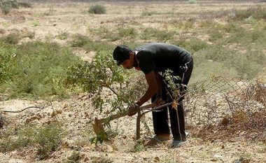 Avionët izraelite hodhën herbicide në fushat bujqësore në Gaza