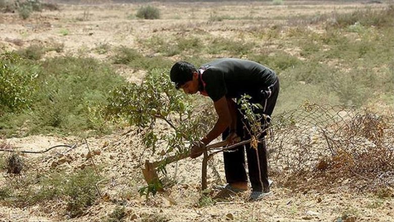 Avionët izraelite hodhën herbicide në fushat bujqësore në Gaza