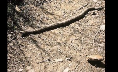 Një prej gjarpërinjve më të rrezikshëm në Evropë gjendet në Gërmi (Foto)