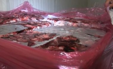 Prokuroria zbulon minj të ngordhur në fabrikën e mishit (Video)