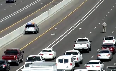 Policia detyrohet të ndjek dy qen në një autostradë të ngarkuar në SHBA (Video)