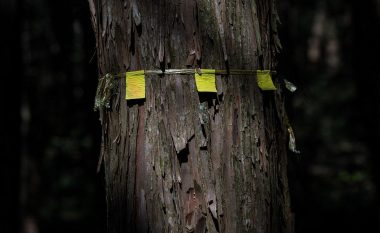 Në thellësitë e “pyjeve vetëvrasëse” të Japonisë – aty tregohet edhe pse duhet që mos të ndërmerrni një veprim të tillë! (Foto)