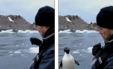 Pinguini kërcen në barkë për t’i shpëtuar dhëmbëve të mprehtë të fokës (Video)