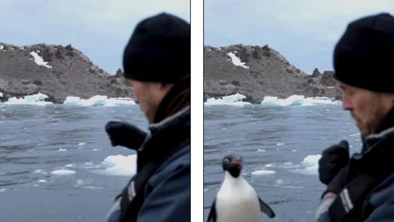 Pinguini kërcen në barkë për t’i shpëtuar dhëmbëve të mprehtë të fokës (Video)