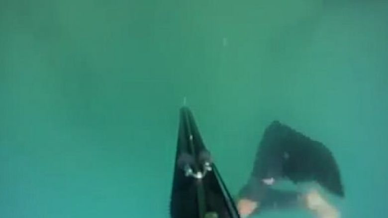 Peshkaqeni për pak sa nuk ia kafshon këmbën, zhytësi arrin të del nga uji pa kurrfarë lëndimi (Video)