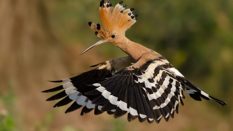 Kuriozitete interesante për zogun afrikan Pupëza që ndoshta nuk i keni ditur (Foto/Video)
