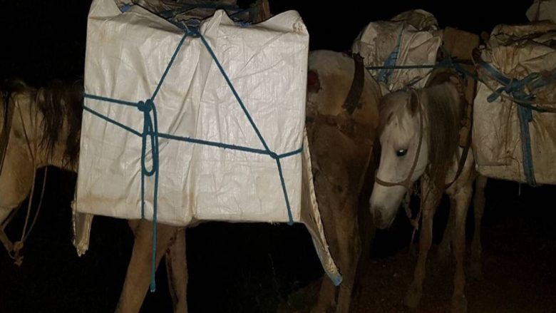 Policia zbulon cigare të ngarkuara në shtatë kuaj (Foto)