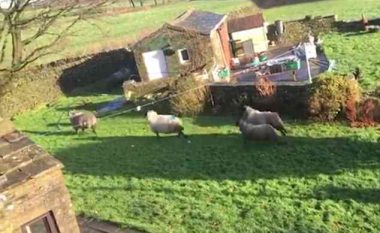 “Dilni prej oborrit tim”: Britmat qesharake ndaj deleve që po i hynë vazhdimisht në pronë (Video)
