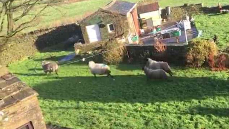 “Dilni prej oborrit tim”: Britmat qesharake ndaj deleve që po i hynë vazhdimisht në pronë (Video)