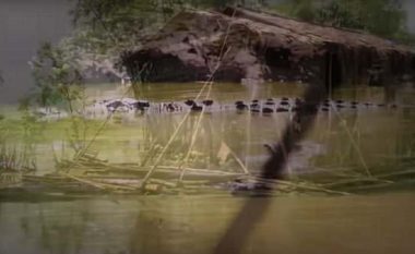 Ekspedita për kapjen e krokodilit të gjatë dhjetë metra, më i gjati që ka jetuar ndonjëherë (Video)