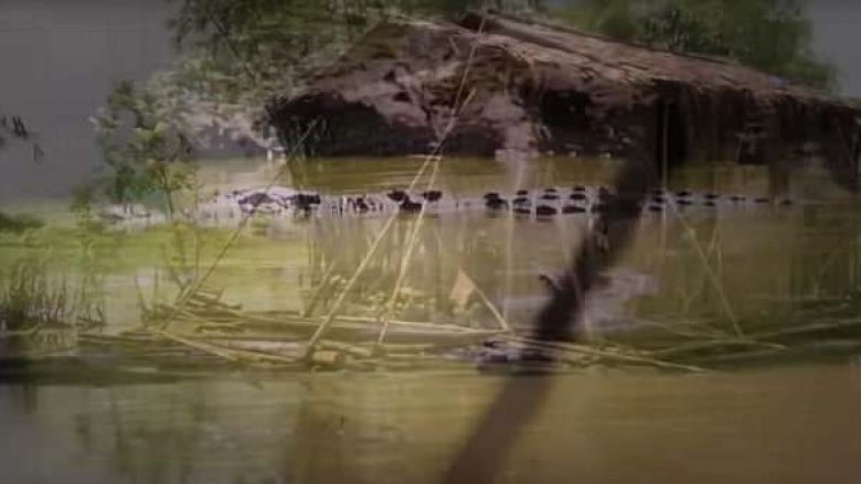 Ekspedita për kapjen e krokodilit të gjatë dhjetë metra, më i gjati që ka jetuar ndonjëherë (Video)