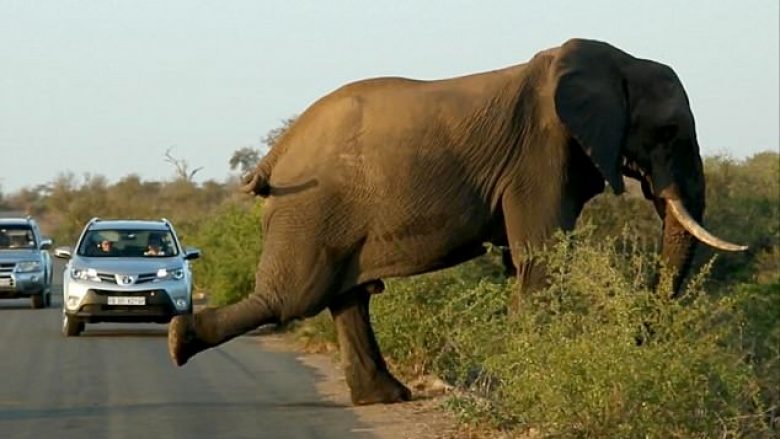 Elefanti bllokon trafikun duke bërë ‘ushtrimet e mëngjesit’ (Video)