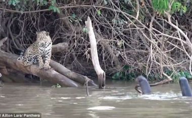 Jaguarët e fuqishëm u përzunë prej territorit të tyre nga një grup vidrash (Video)