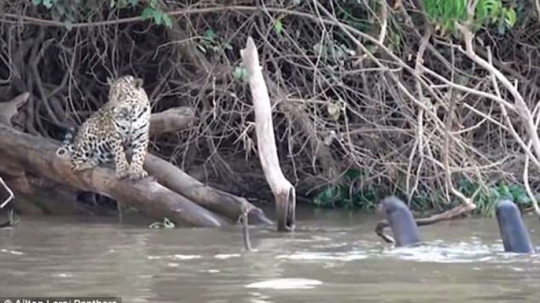 Jaguarët e fuqishëm u përzunë prej territorit të tyre nga një grup vidrash (Video)