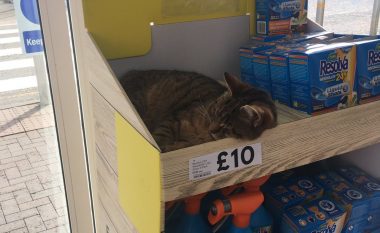 Klienti i hutuar nga macja në ‘shitje’ (Foto)