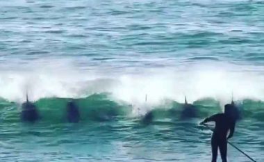 Lundruesi u rrëzua nga delfini që doli papritmas prej ujit (Video)