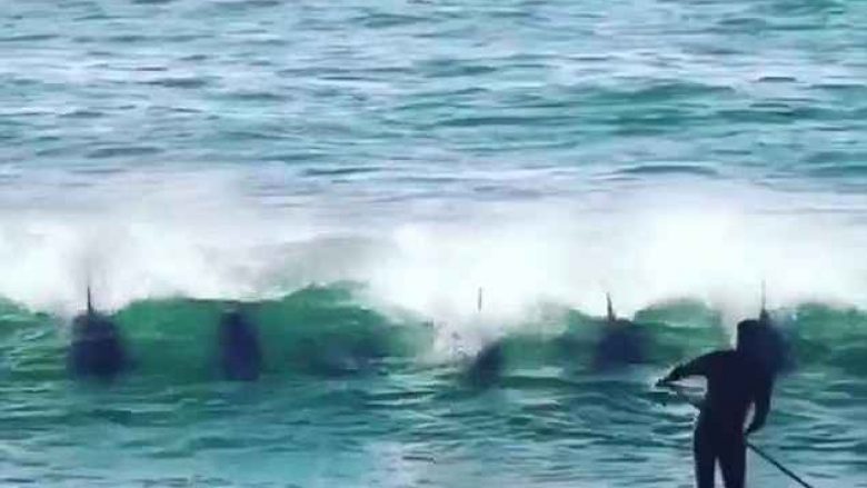 Lundruesi u rrëzua nga delfini që doli papritmas prej ujit (Video)