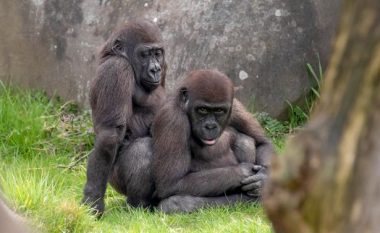 Majmunët e vegjël në skena eksplicite, pasi panë të rriturit teksa çiftoheshin (Foto)