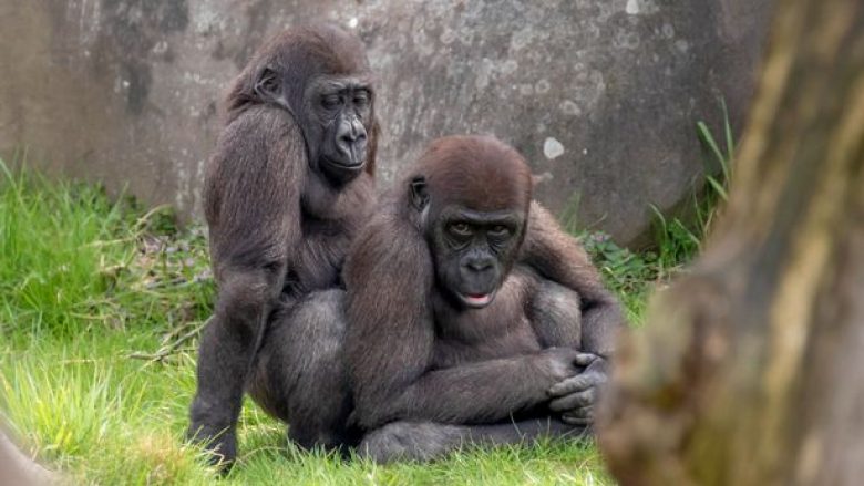 Majmunët e vegjël në skena eksplicite, pasi panë të rriturit teksa çiftoheshin (Foto)